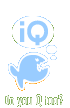 IQ Company
