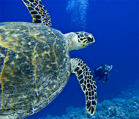 Begegnung im Roten Meer bei einer Submariner Tour