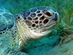 Schildkr&ouml;te