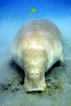 Dugong