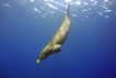 Dugong